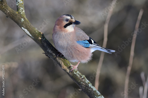Eurasian jay sitting half-turned on a branch, looking for food.