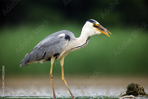 The grey heron (Ardea cinerea) standing and fishing in the water. Big heron with fish with green backround