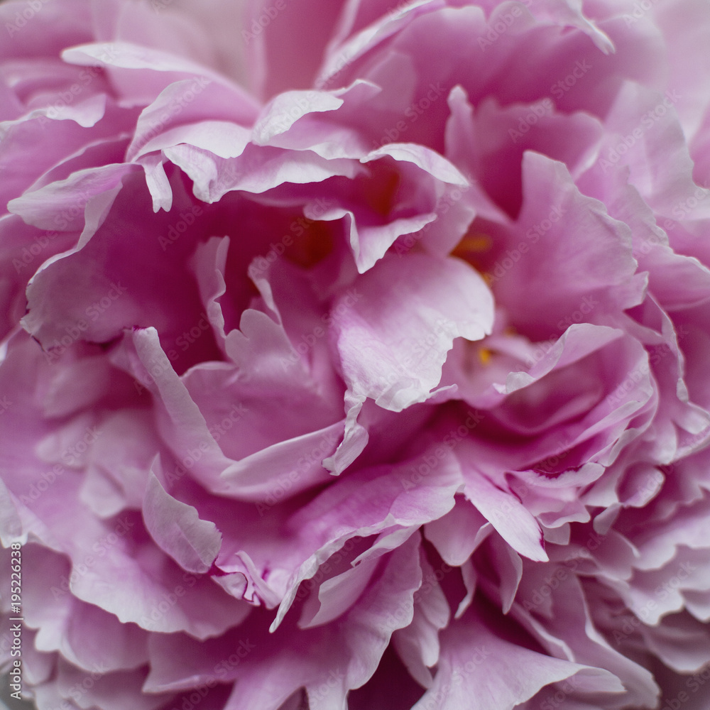 Close up of peony blossom Close up of peony blossom