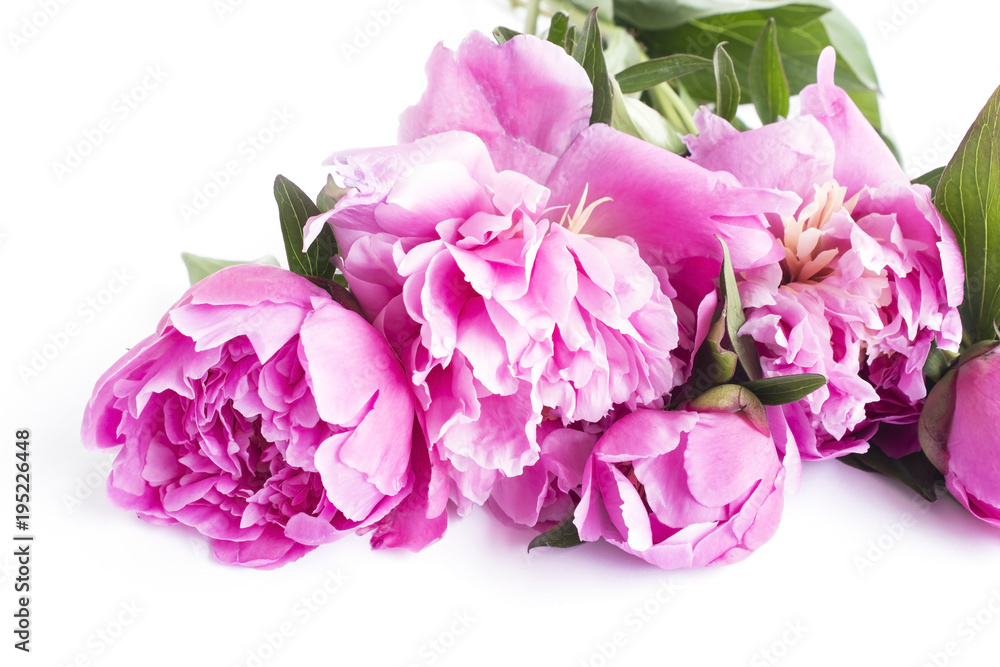 Pink Peonies on White Background