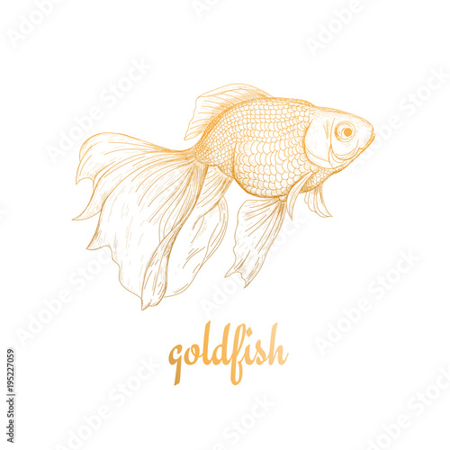 Goldfish illustration, drawing sketch