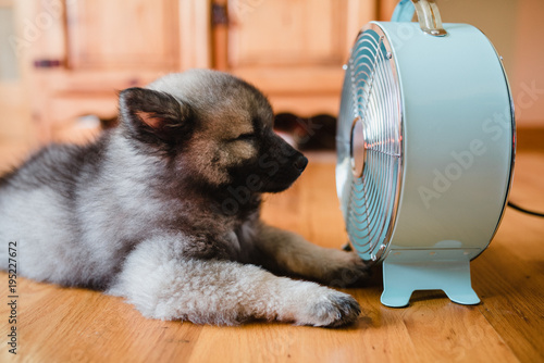 Puppy fan