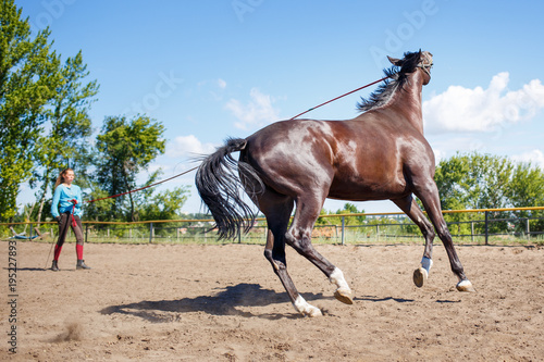 Young woman training horse on cord in padock on summer day. Horse galloping in corral