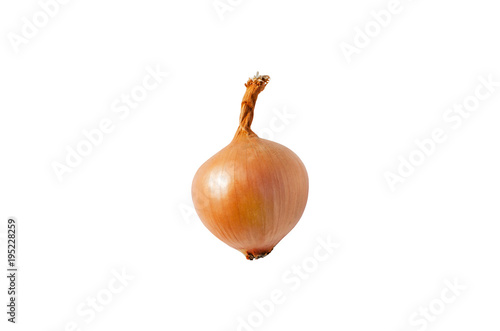 Isolated onion. One onion isolated on a white background