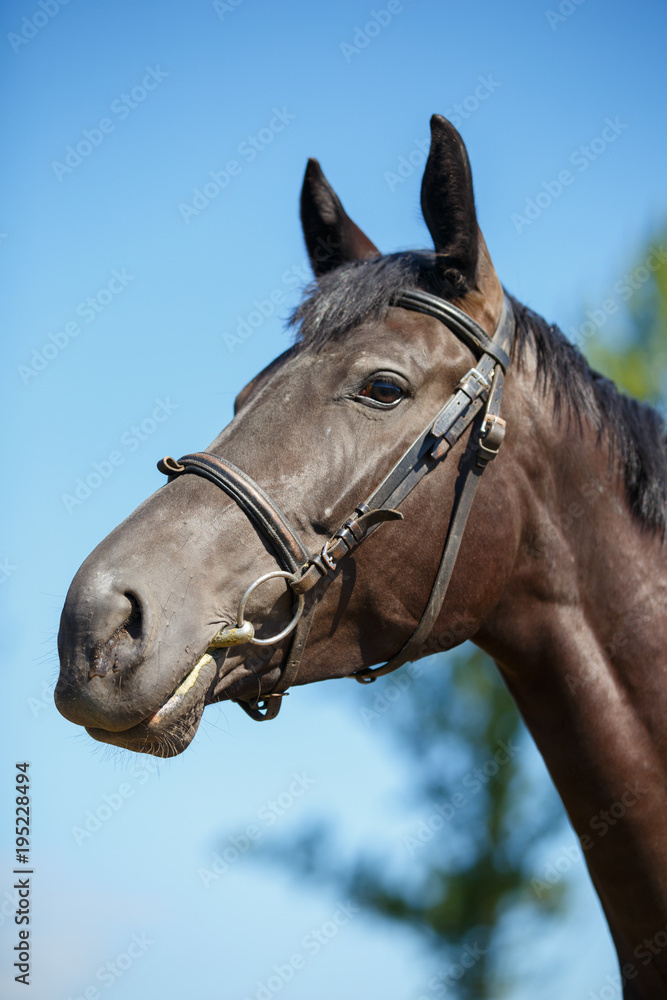 Fototapeta premium Bay horse head portrait against blue sky.