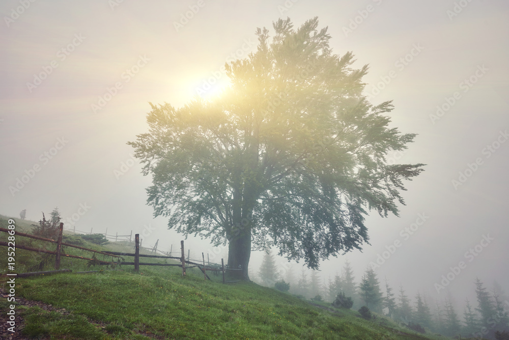 Tree in the meadow in the mist Tree in the meadow in the mist