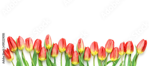 Fototapeta Naklejka Na Ścianę i Meble -  Tulpen vor weißem Hintergrund