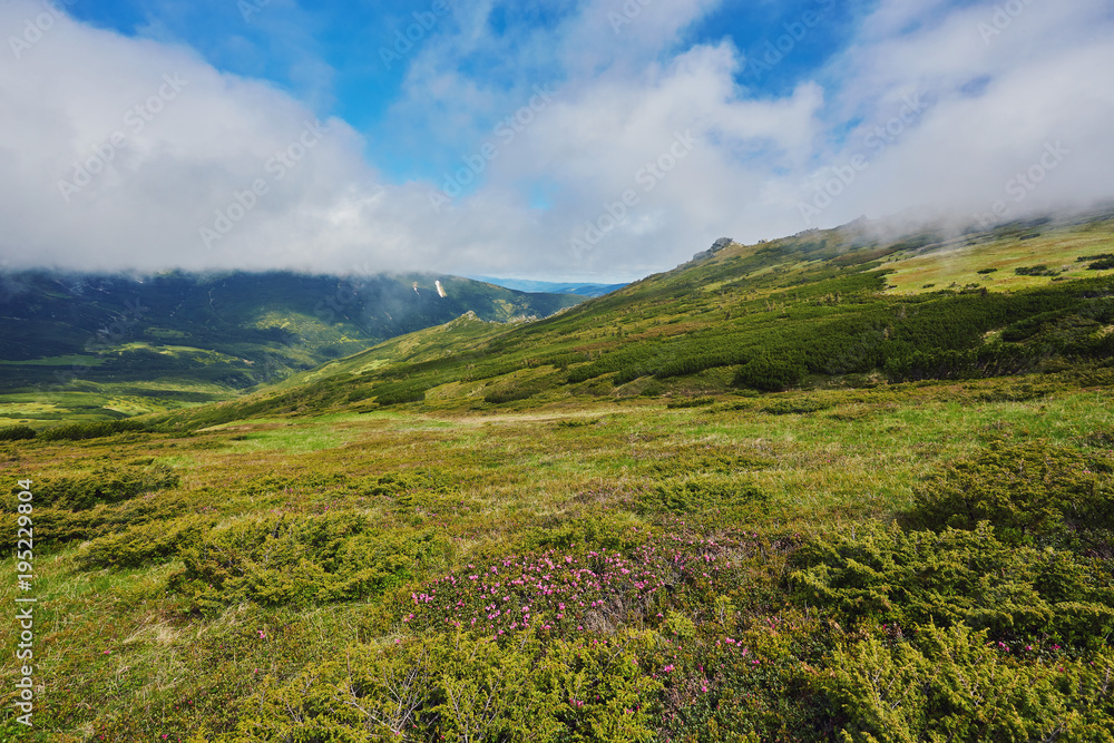 Fototapeta premium Mountain path through blooming rhododendron valley