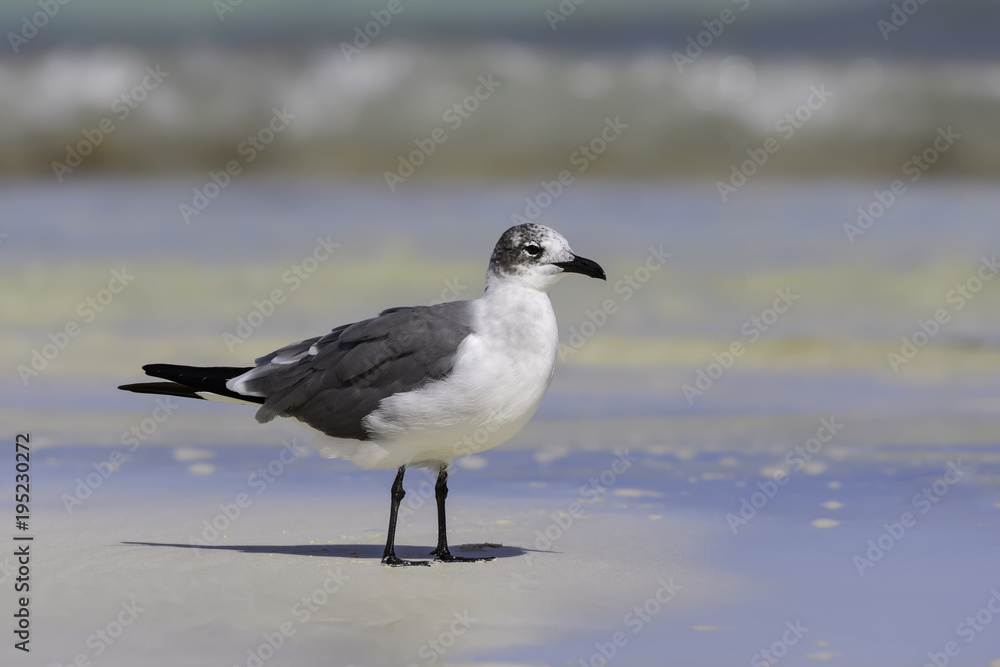 Laughing Gull Standing on the Beach, Portrait Laughing Gull Standing on the Beach, Portrait