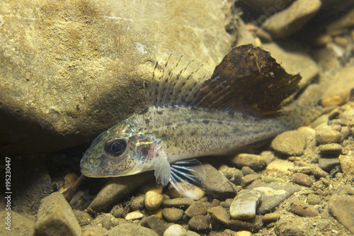 Freshwater fish Ruffe (Gymnocephalus cernuus) in the beautiful clean pound. Underwater photography in the river habitat. Wild life animal. Ruffe or Kaulbarsch in the nature habitat with nice backgroun
