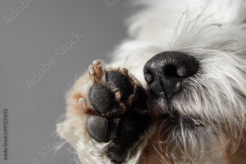 White Dog with black nose licking his paw closeup