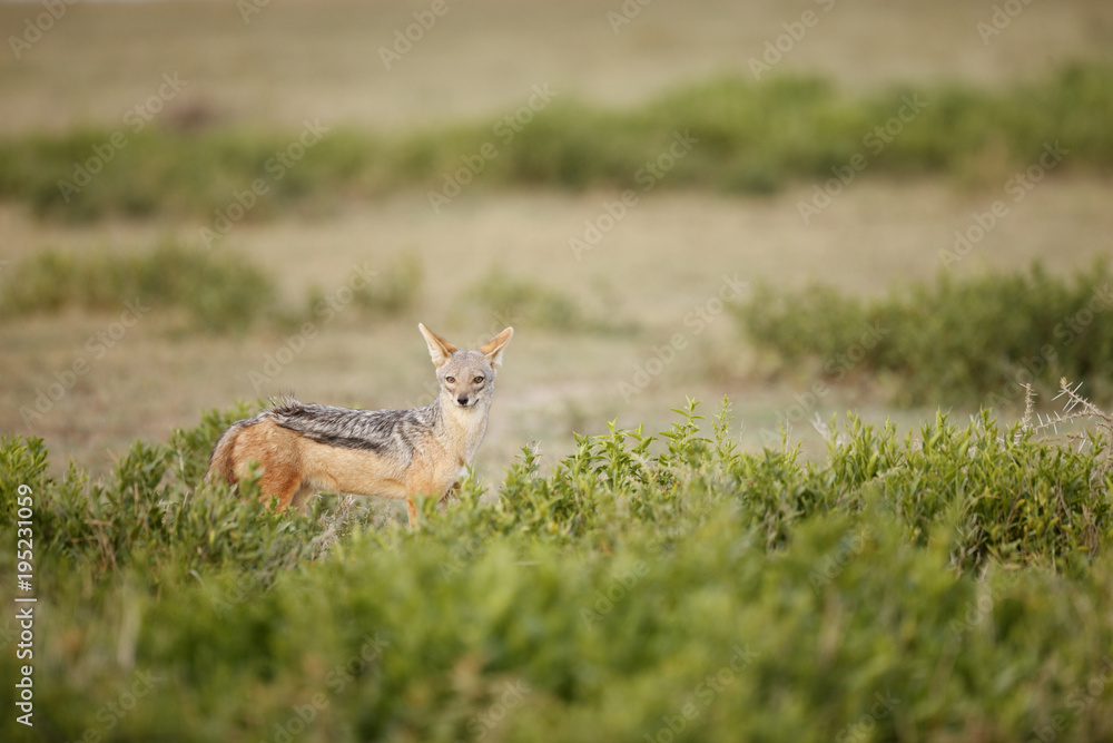 Black-backed Jackal