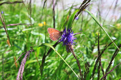 Schmetterling