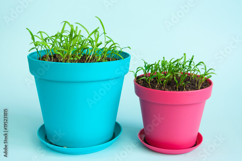 Saplings in colorful flower pots. The concept is a home garden. Homemade herbs. Eco food. Blue background. Day light. Pastel colors