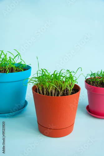 Saplings in colorful flower pots. The concept is a home garden. Homemade herbs. Eco food. Blue background. Day light. Pastel colors