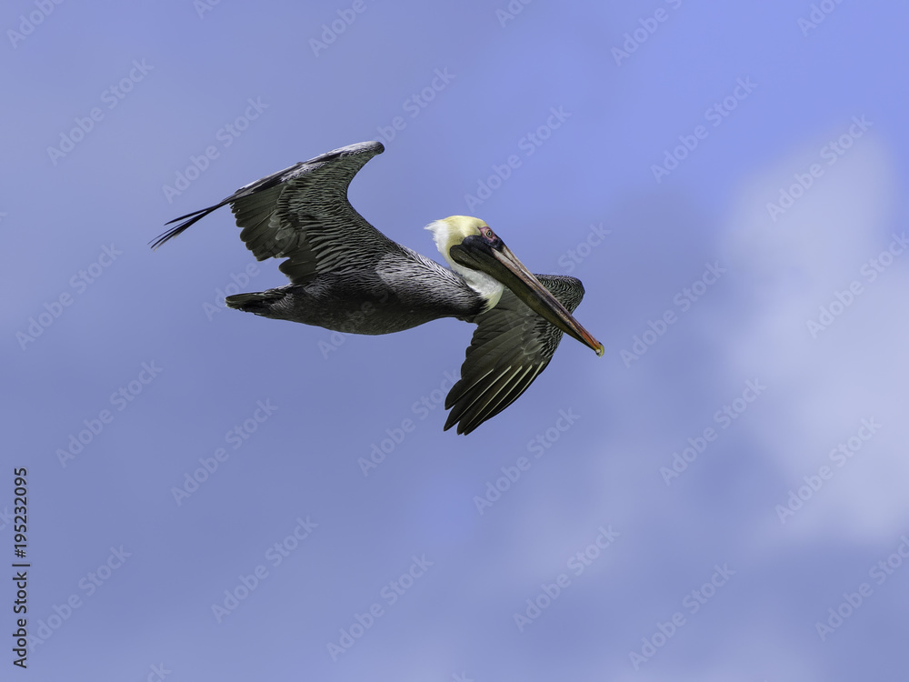 Fototapeta premium Brown Pelican in Flight on Blue Sky