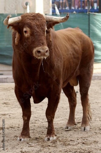 toros en españa