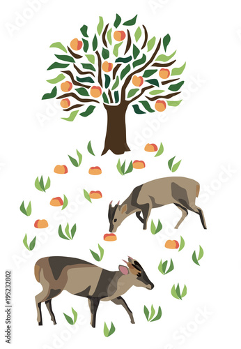 Two muntjac deer by a fruit tree