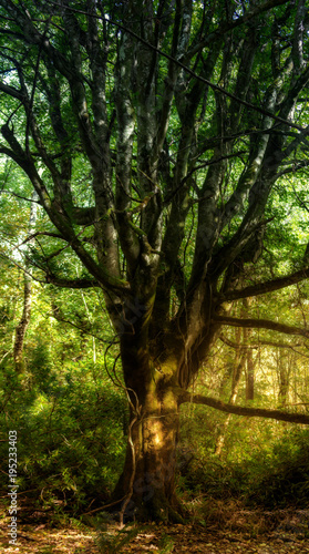 Mystischer Baum
