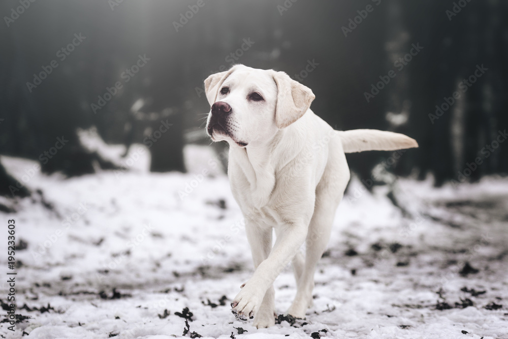 young white labrador retriever dog puppy during a winter walk looking gorgeous with copy space