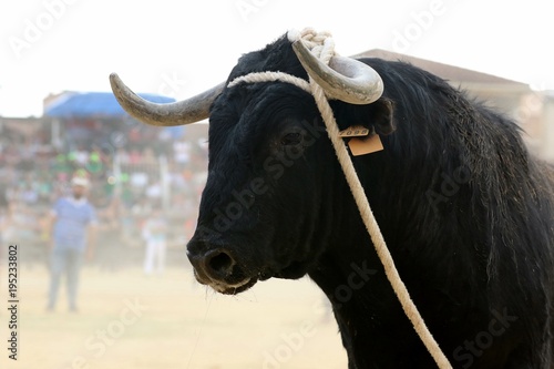 toros en españa