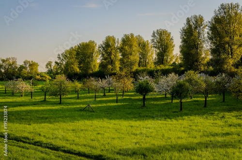 Green with young apple trees at golden hour