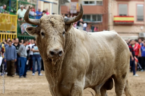 toros en españa