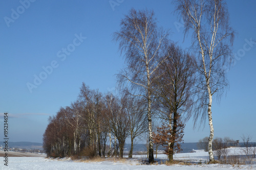 Wallpaper Mural A wintry landscape with trees and blue sky Torontodigital.ca