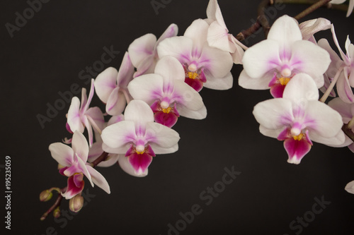 Pink and white orchid flower