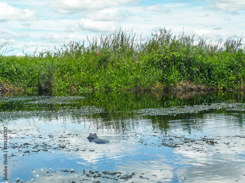 Yacare caiman in lake in Esteros del Ibera, Argentina Yacare caiman in lake in Esteros del Ibera, Argentina