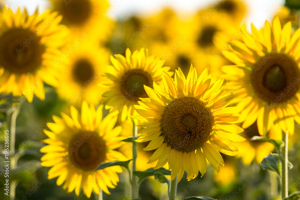 Beautiful Sunflowers, closeup Beautiful Sunflowers, closeup