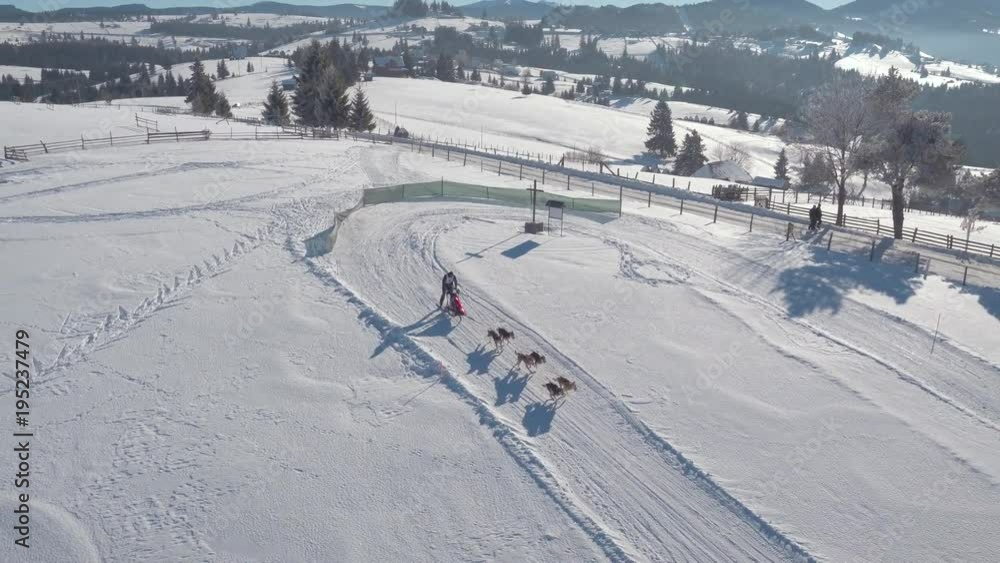 Dog sled racing in the snow Dog sled racing in the snow
