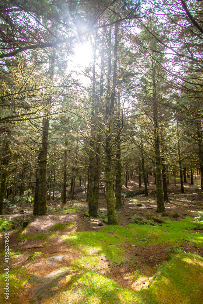 Old misty forest with sun rays Old misty forest with sun rays