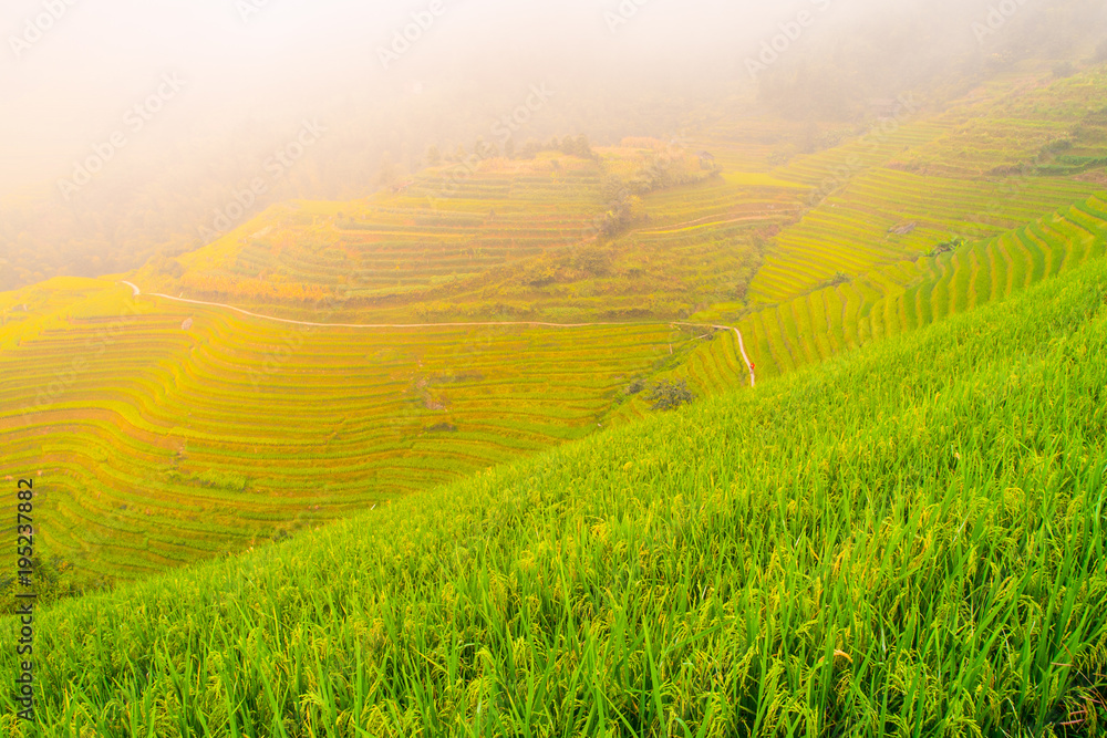 Obraz premium Green rice terrace fields of southeastern Asia