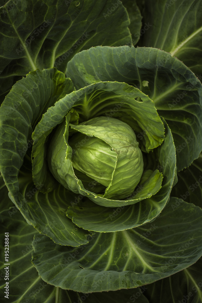 cabbage macro cabbage macro
