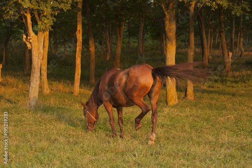 The Mare in the pasture. Horse grazing. A horse is eating grass at sunset.