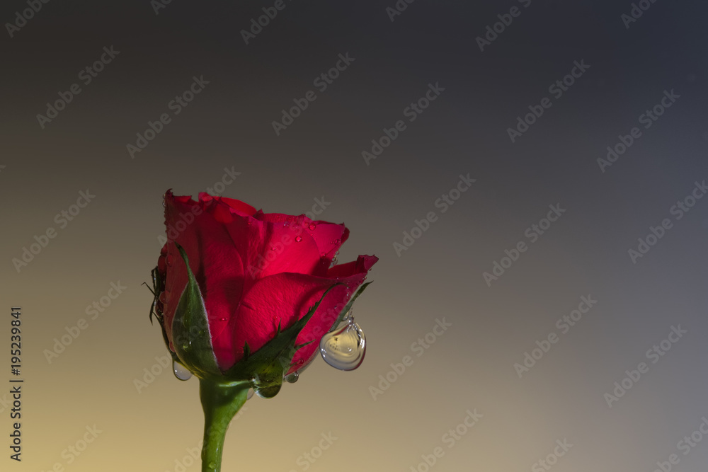 Obraz premium Rote Rose mit Wassertropfen