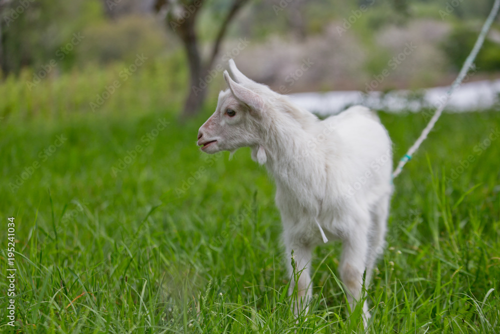 Obraz premium A small white goat on a green lawn.