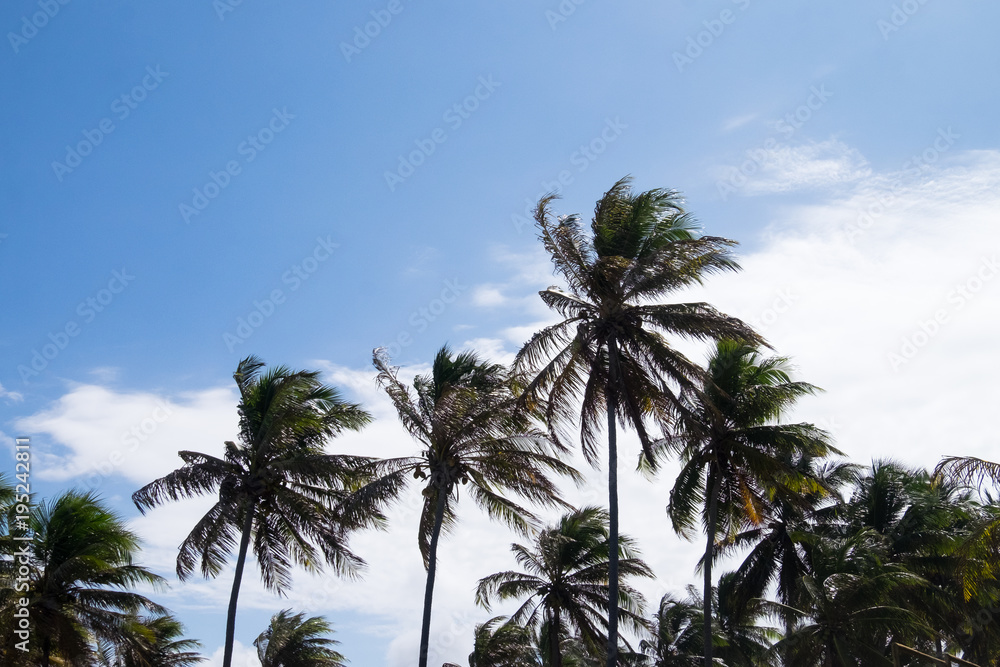 Coconut trees in Praia do Forte, Bahia, Brazil