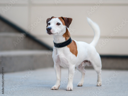 Fototapeta Naklejka Na Ścianę i Meble -  Jack Russel Terrier Dog in the city