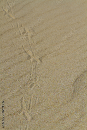 Traces of birds on the sand