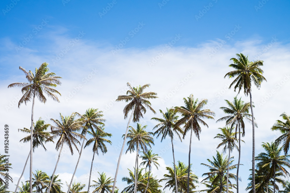 Coconut trees in Praia do Forte, Bahia, Brazil Coconut trees in Praia do Forte, Bahia, Brazil