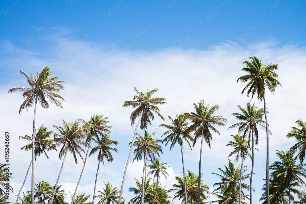 Coconut trees in Praia do Forte, Bahia, Brazil