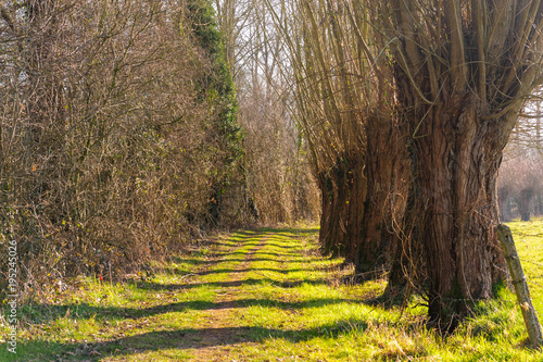 Flemisch Country Road photo