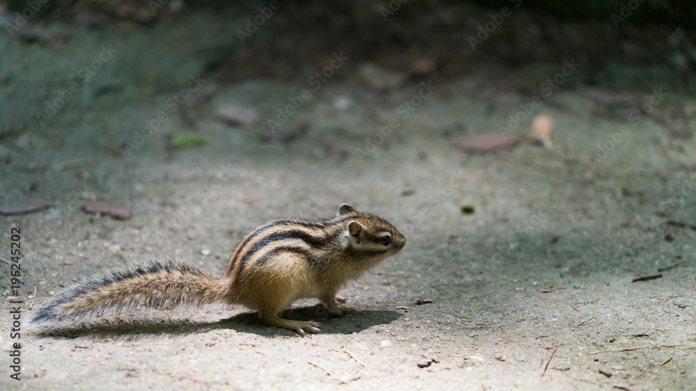 close-up of squirrel eating