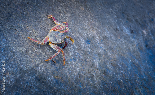 Tiny crab on a black stone