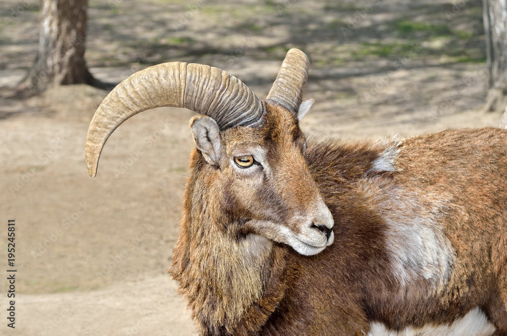 Adult wild male moufflon on the pasture.