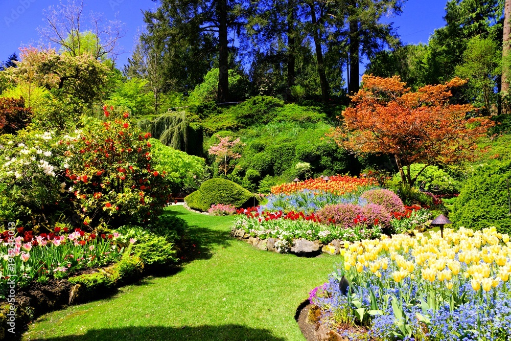 Butchart Gardens, Victoria, Canada. Colorful flowers of the sunken garden during spring.