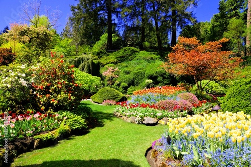Obraz na płótnie Butchart Gardens, Victoria, Canada. Colorful flowers of the sunken garden during spring. w salonie