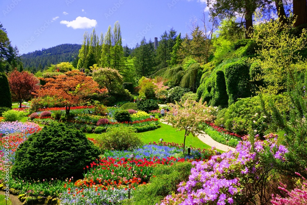 Fototapeta premium Butchart Gardens, Victoria, Kanada. Widok kolorowi kwiaty zapadnięty ogród podczas wiosny.